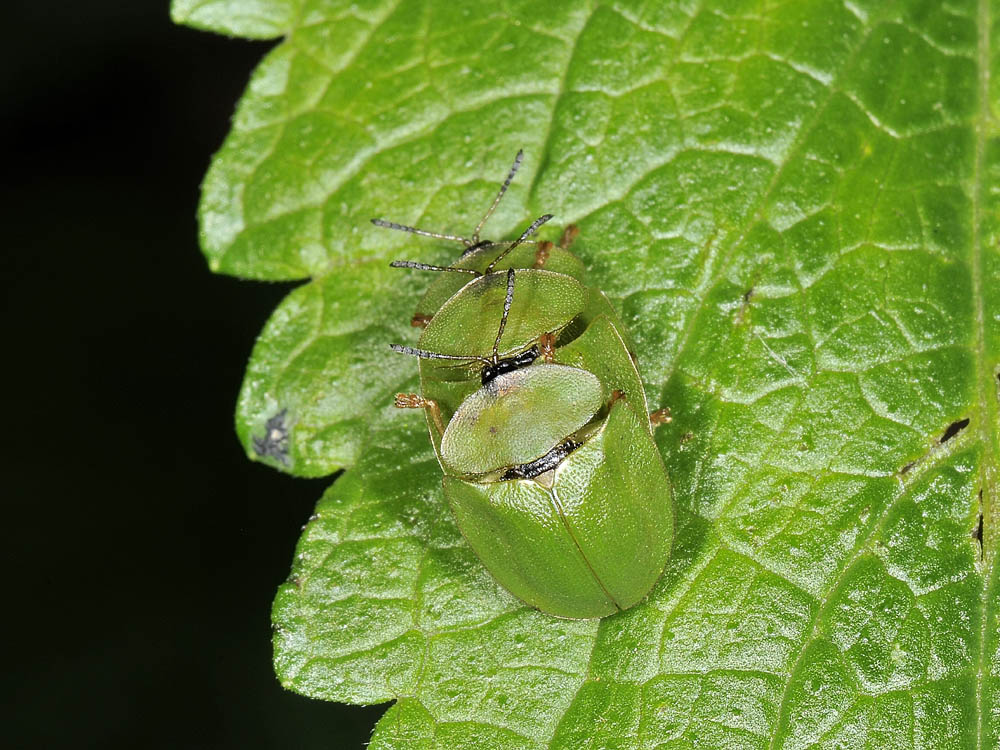 Cassida viridis? (chrysomelidae) prove di equilibrismo